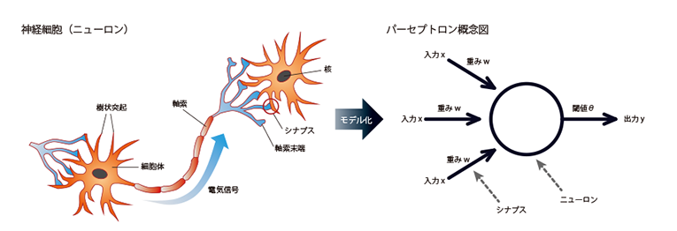 neuron_image